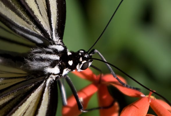 foto_sommerfugl Jeg tog flere billeder af denne sommerfugl, hvor hele insektet kunne ses. Men dette var alligevel lidt sjovere, når det nu skulle bruges i forbindelse med blomsters nektar.