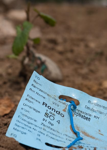 Rondo En vingård skulle tilplantes, og der var behov for at vise plantepasset.